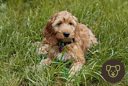 Dog-img